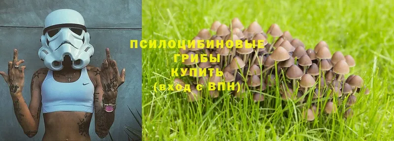 дарнет шоп  Белинский  Псилоцибиновые грибы Magic Shrooms 